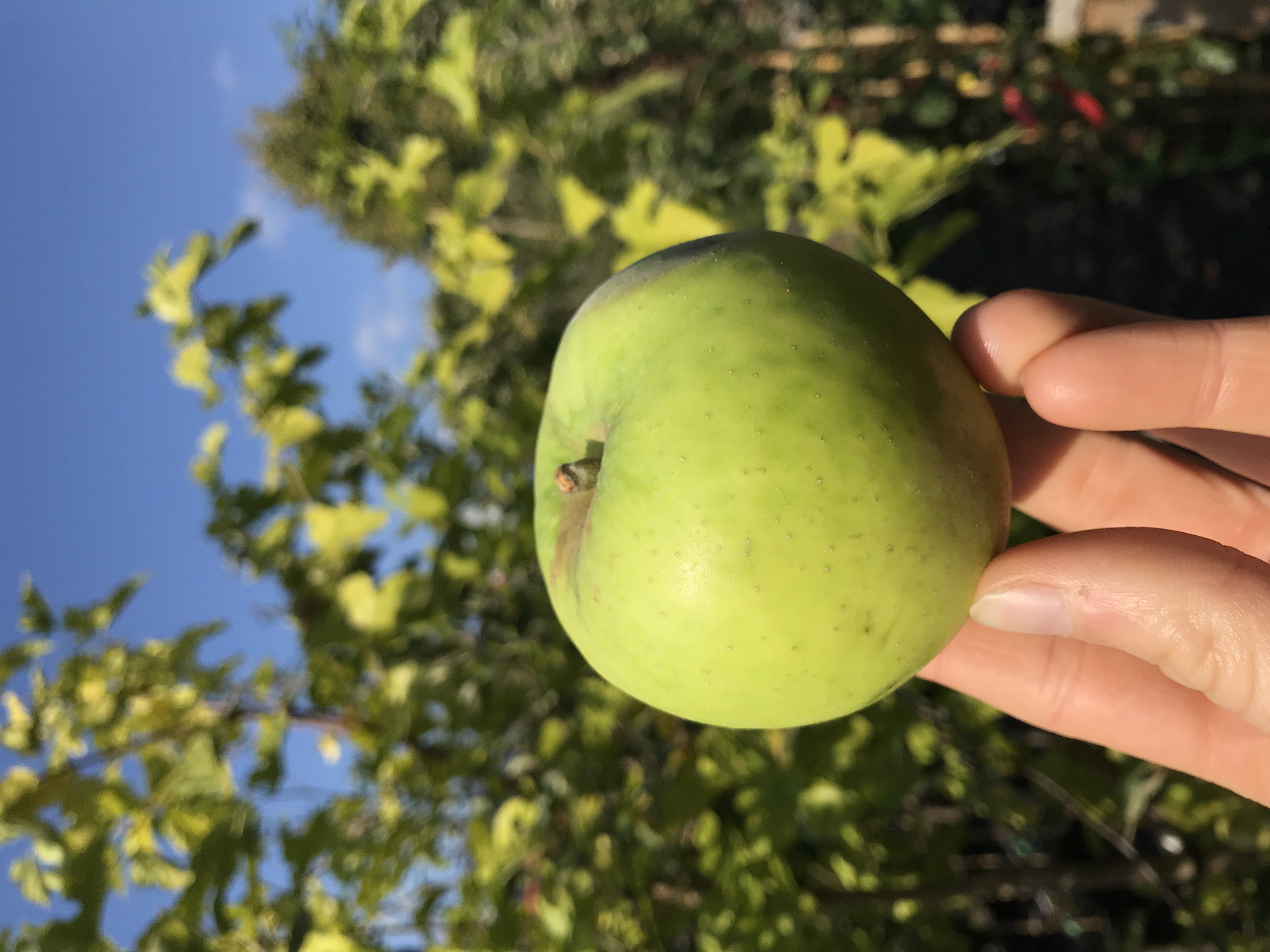 Rubinola apfelbaum kaufen